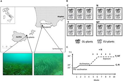 Does Warming Enhance the Effects of Eutrophication in the Seagrass Posidonia oceanica?